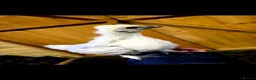 Chickens poultry for sale: Silkie/polish including frizzles  - Advert 5