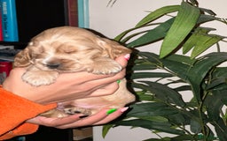 Cocker Spaniel dogs for sale: KC Stunning Golden Show-Type Cocker Spaniel  - Advert 13