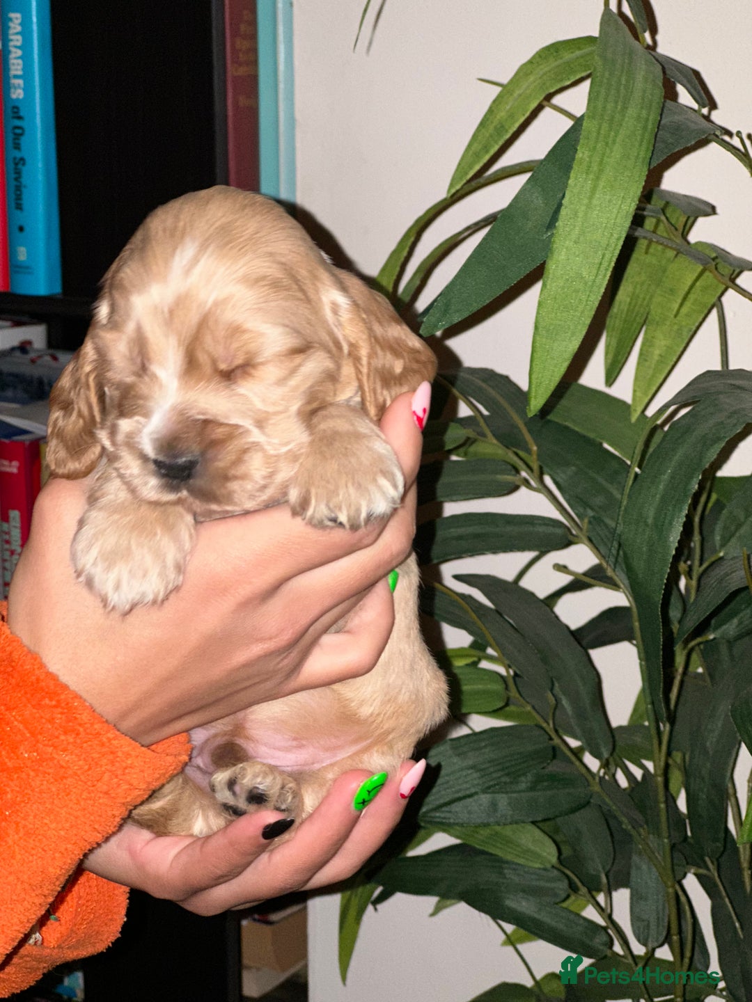 Cocker Spaniel dogs for sale: KC Stunning Golden Show-Type Cocker Spaniel  - Advert 13