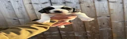 English Springer Spaniel dogs for sale: English springer spaniels puppies  - Advert 12