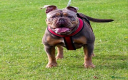 Olde English Bulldogge dogs for sale: Genetic Clear, Hip & Elbow Graded Breeding - Image 21