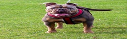 Olde English Bulldogge dogs for sale: BUYER PULL OUT LAST MALE REDUCED!!!! - Advert 18