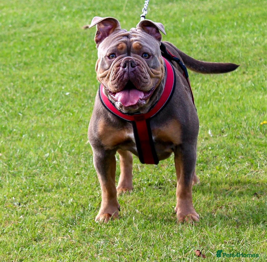 Olde English Bulldogge dogs for sale: Genetic Clear, Hip & Elbow Graded Breeding - Image 21