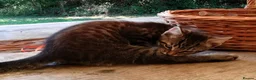 Mixed Breed cats for sale: ONLY ONE AMAZING, BEAUTIFUL, CLEVER, KITTEN LEFT - Advert 5