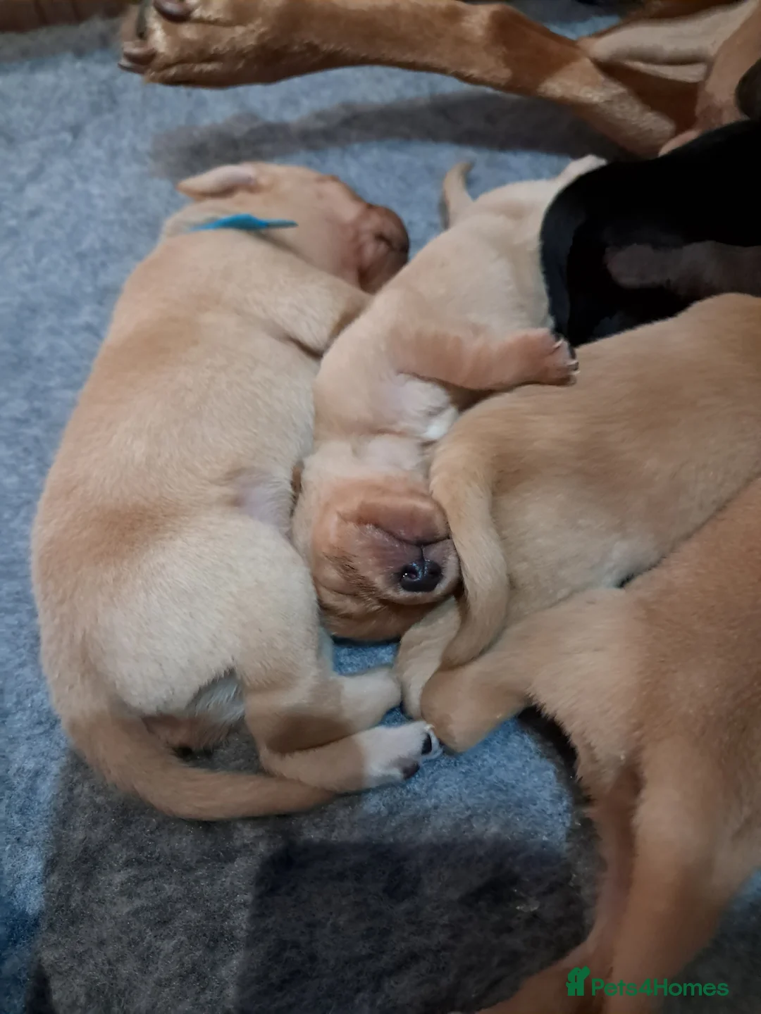 Labrador Retriever dogs for sale: Labrador Puppies - Advert 3