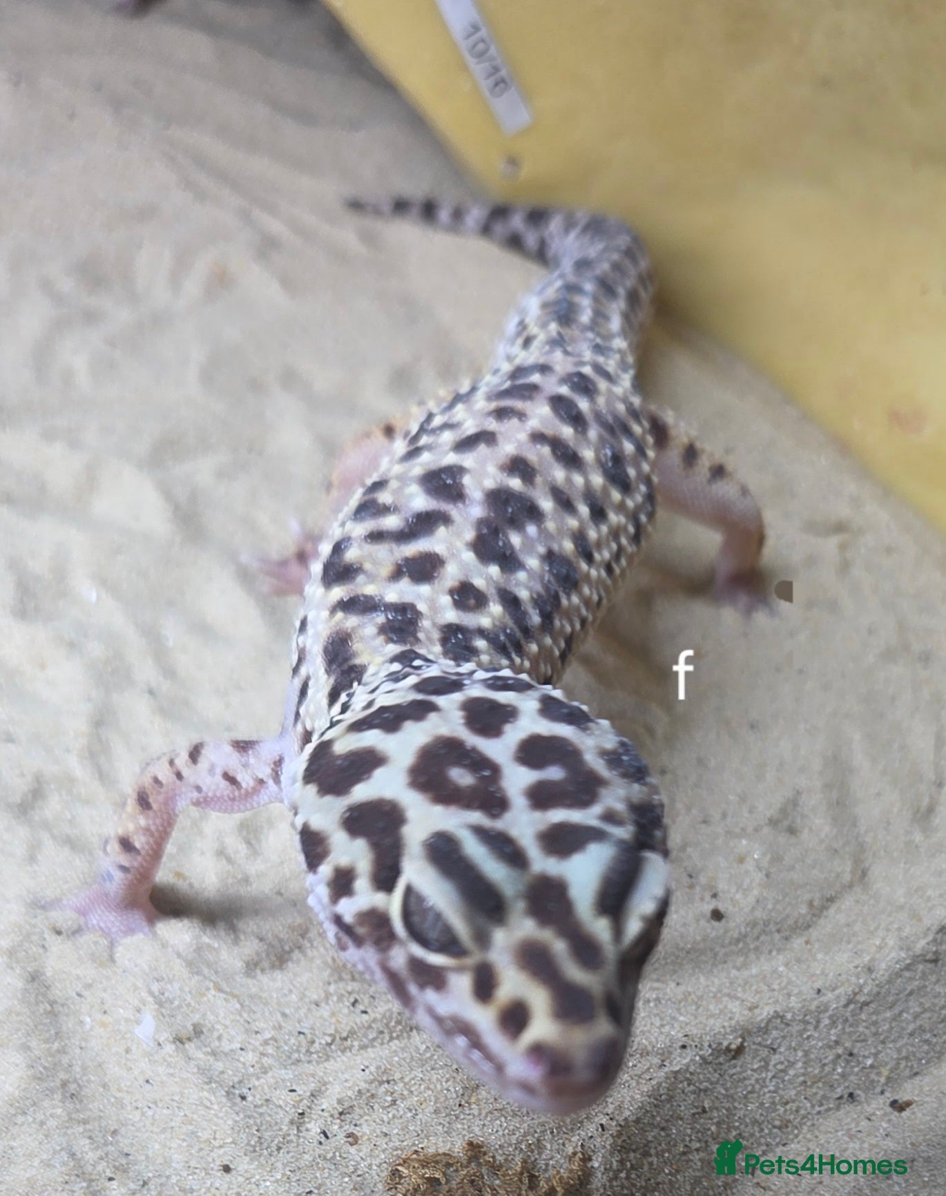 Leopard Gecko reptiles Leopard geckos and set ups available  - Advert 1