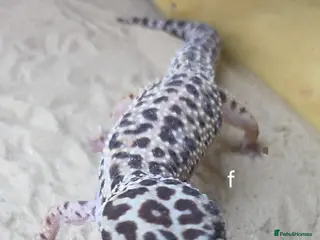 Leopard Gecko reptiles Leopard geckos and set ups available - Advert 3