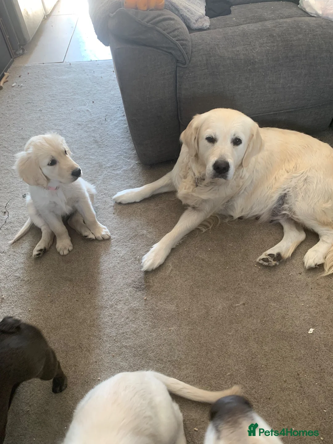 Golden Retriever dogs for sale: White retriever ( golden retriever) - Advert 1