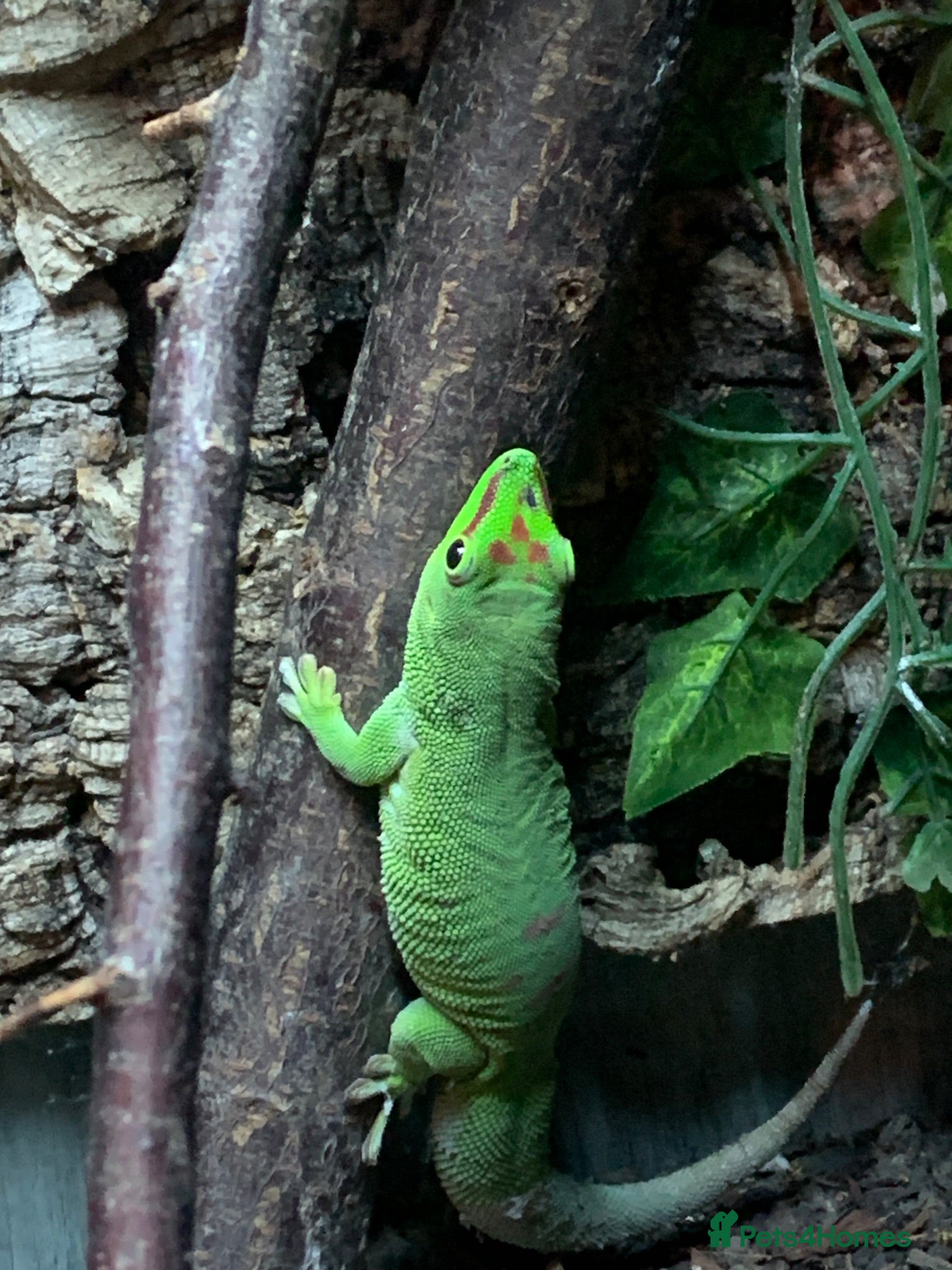 Gecko reptiles Giant Day gecko adult - Advert 15