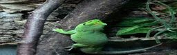 Gecko reptiles for sale: Giant Day gecko adult pair - Advert 3