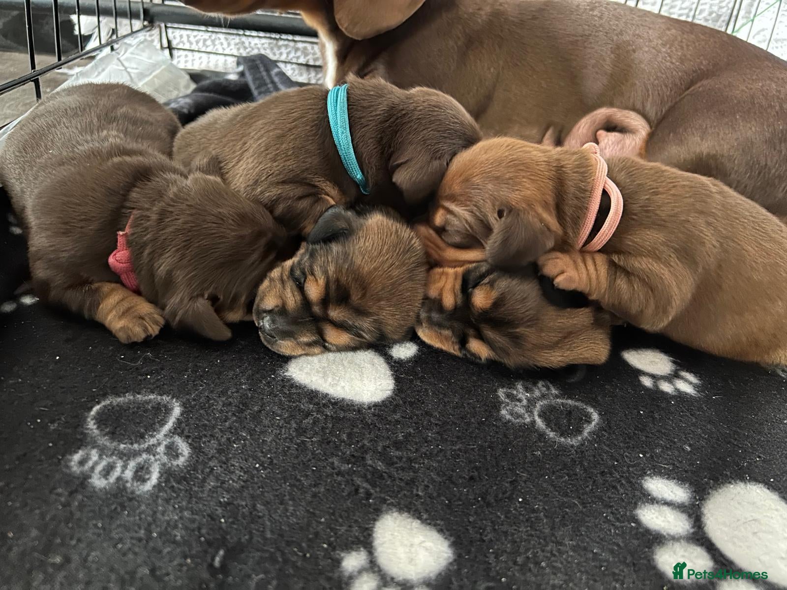 Miniature Dachshund dogs Miniature long haired dachshunds - Advert 2