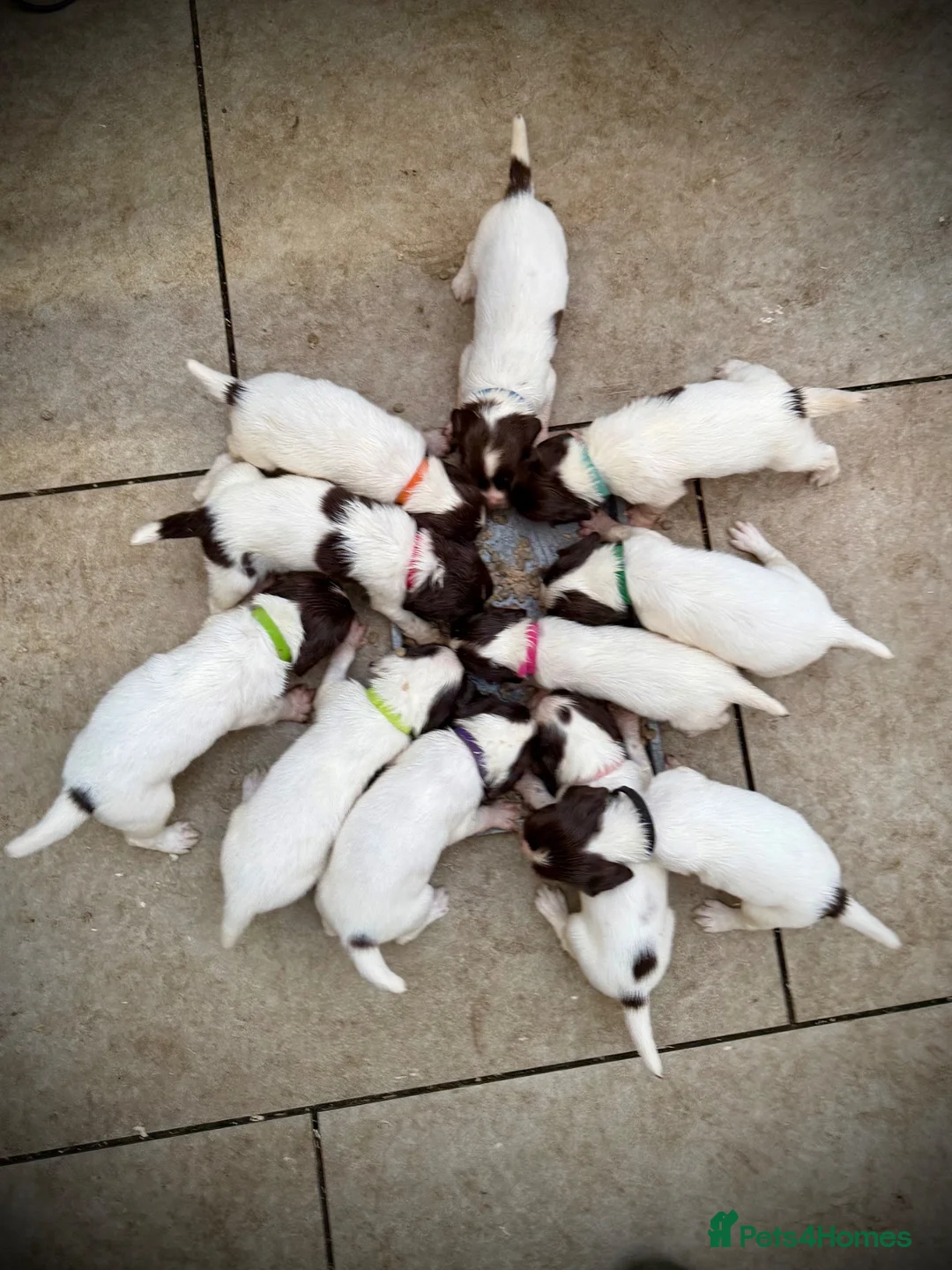 English Springer Spaniel dogs for sale: Very nicely bred English Springer Spaniel puppies  - Advert 1