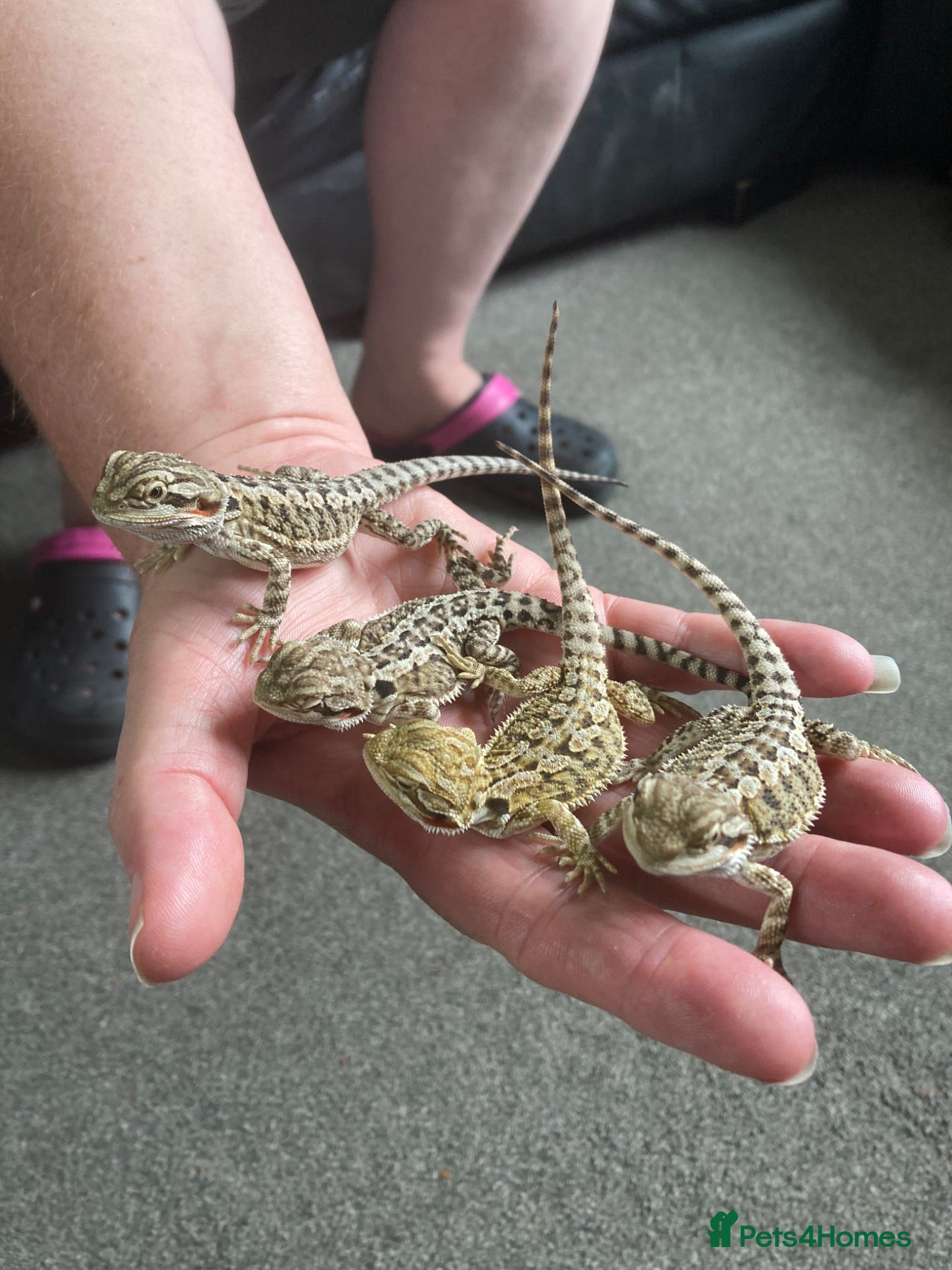 Bearded Dragon reptiles Bearded Dragon babies - Advert 1