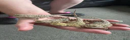 Bearded Dragon reptiles for sale: Bearded Dragon babies in Durham - Advert 1