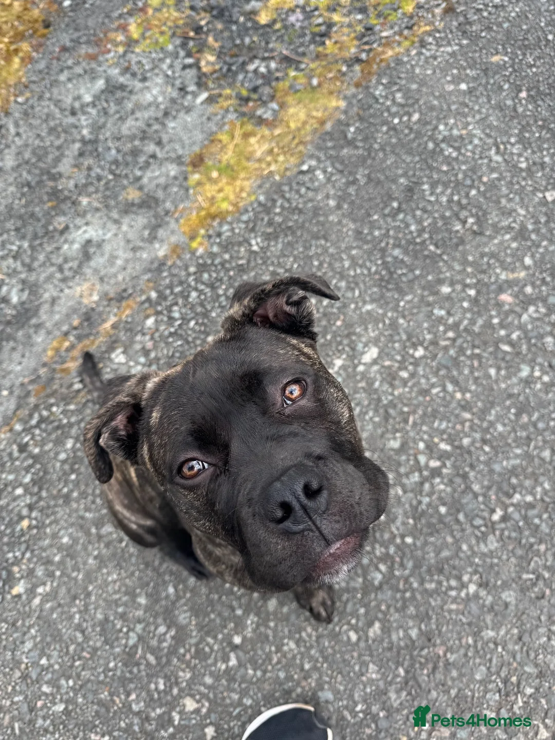 Mixed Breed dogs for sale: American bully/cane corso in Caernarfon - Advert 1