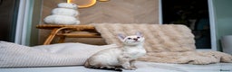 Bengal cats for sale: GOOBER-Snow Lynx Pure Bengal-TICA REG.-Playful boy - Advert 4