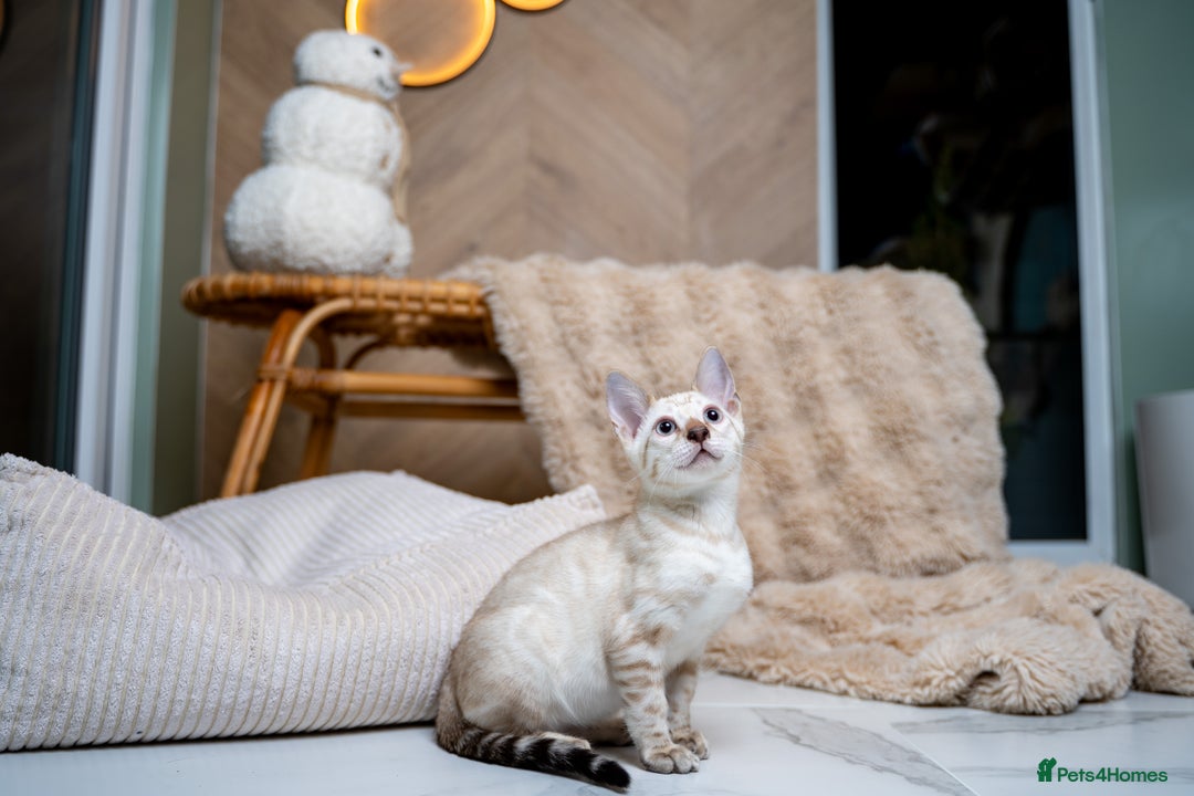 Bengal cats for sale: GOOBER-Snow Lynx Pure Bengal-TICA REG.-Playful boy - Advert 4