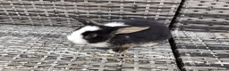 Mini Lop rabbits for sale: Stunning pure bred mini lop buck  - Advert 3
