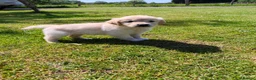 Golden Retriever dogs for sale: KC Registered Golden Retrievers- DNA Health Tested - Advert 4