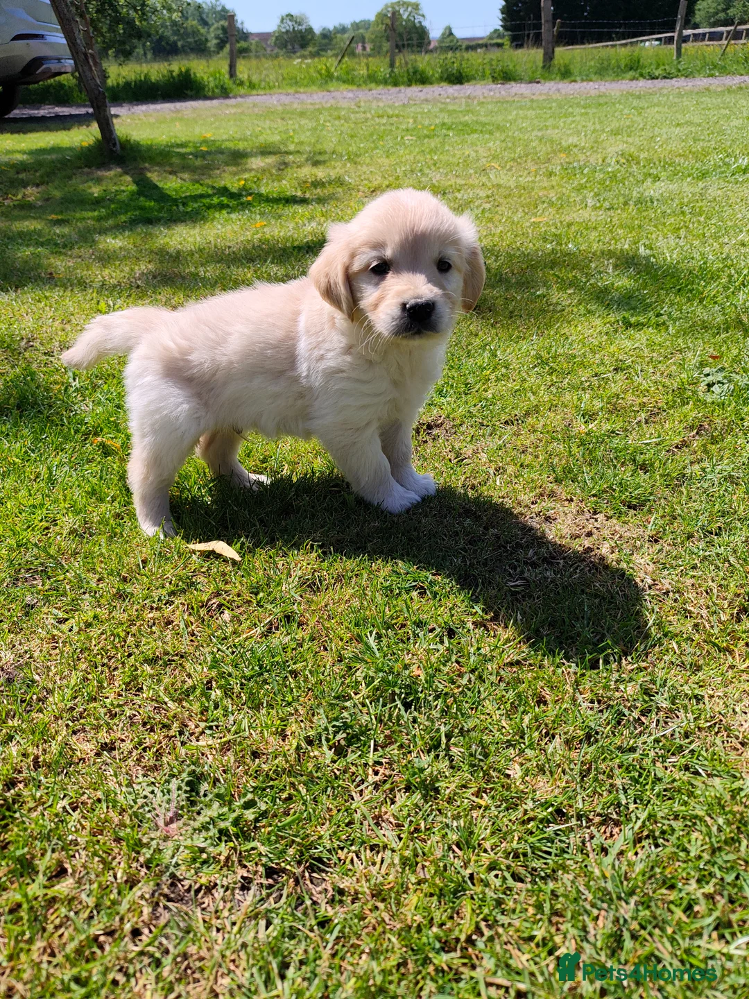 Golden Retriever dogs for sale: KC Registered Golden Retrievers- DNA Health Tested - Advert 1