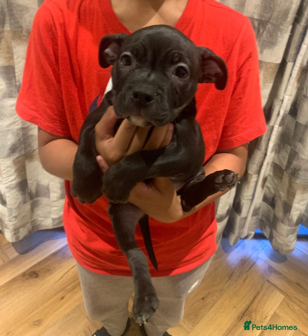 American Bully dogs for sale: Pocket bully pups - Image 12