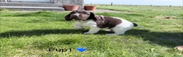 Cocker Spaniel dogs for sale: Cocker Spaniel puppies  in Orkney - Advert 15