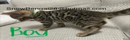 Bengal cats for sale: BENGAL kitten *READY to GO* to their forever homes - Advert 4