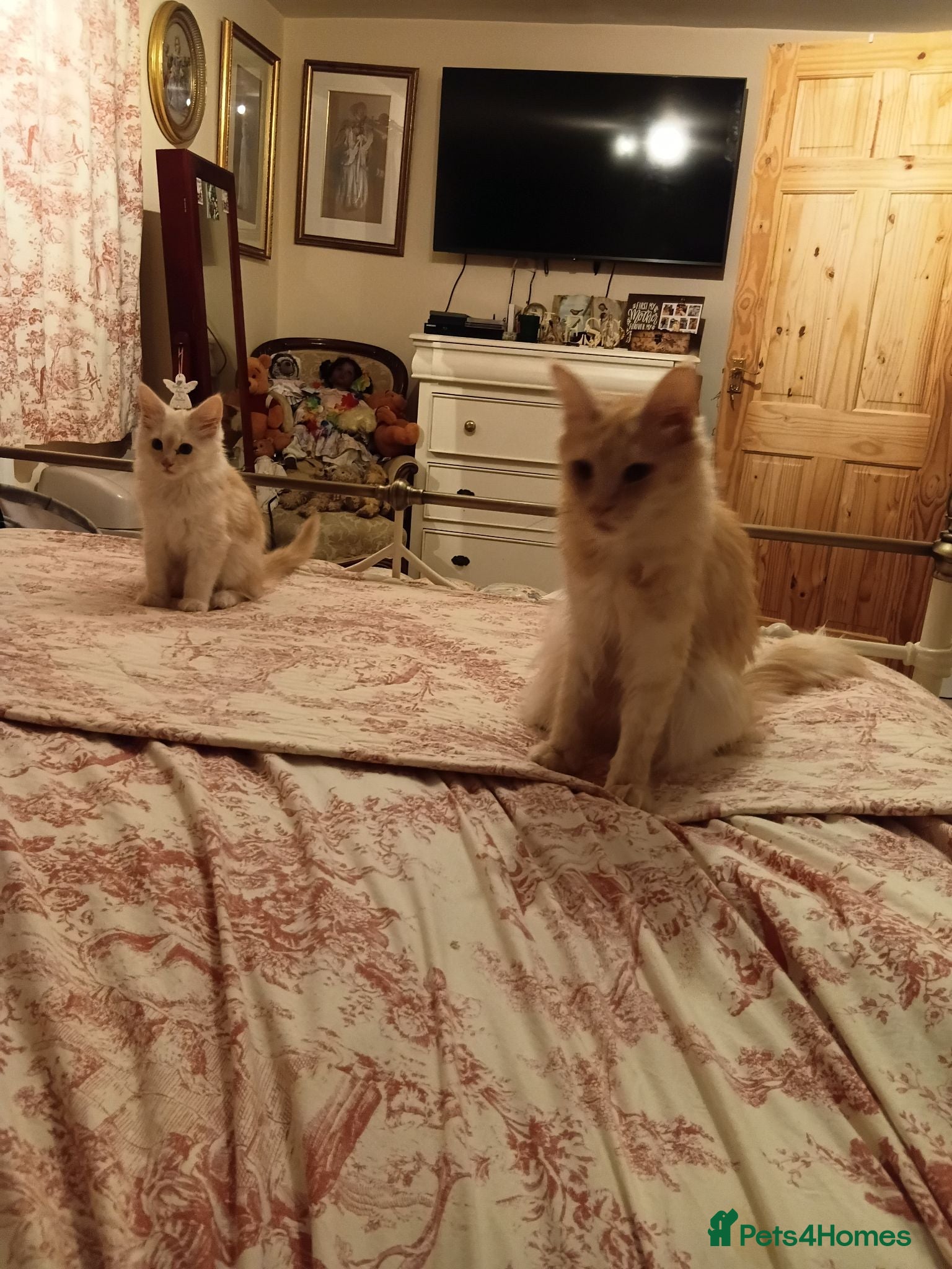 Maine Coon cats Ready now male champagne full mainecoon kittens  - Advert 1
