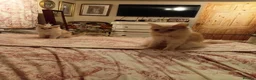 Maine Coon cats for sale: Ready now male champagne full mainecoon kittens  - Advert 2