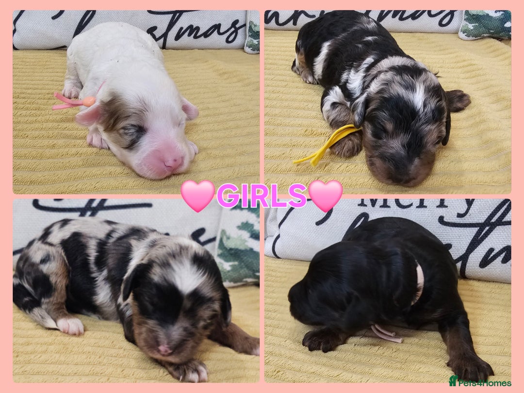 Cavapoo dogs for sale: STUNNING FULLY HEALTH TESTED F1B CAVAPOO  - Advert 7