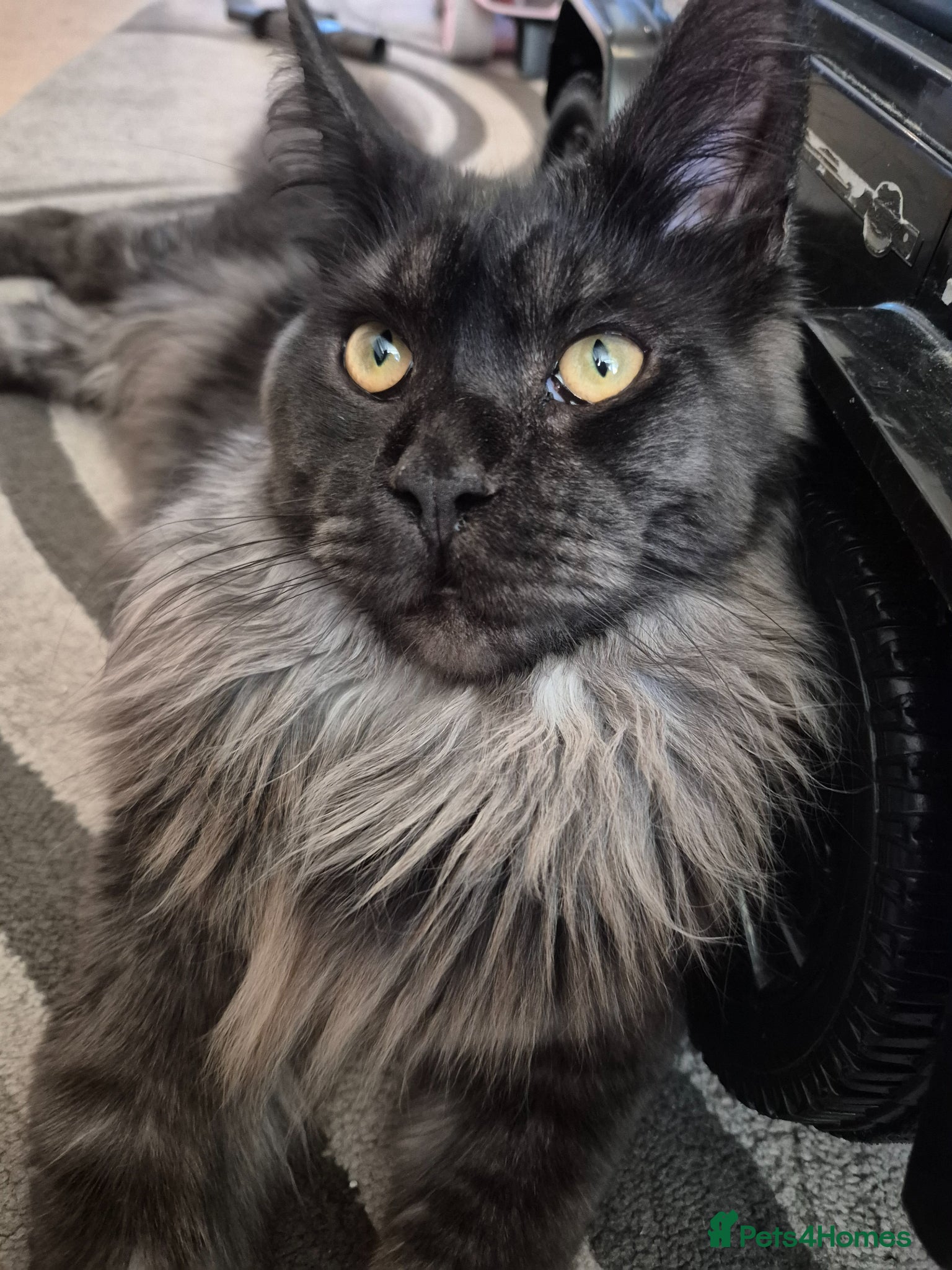 Maine Coon cats Smoke Pure Thorough Bred Main Coon - Advert 1