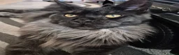 Maine Coon cats for sale: Smoke Pure Thorough Bred Maine Coon - Advert 1