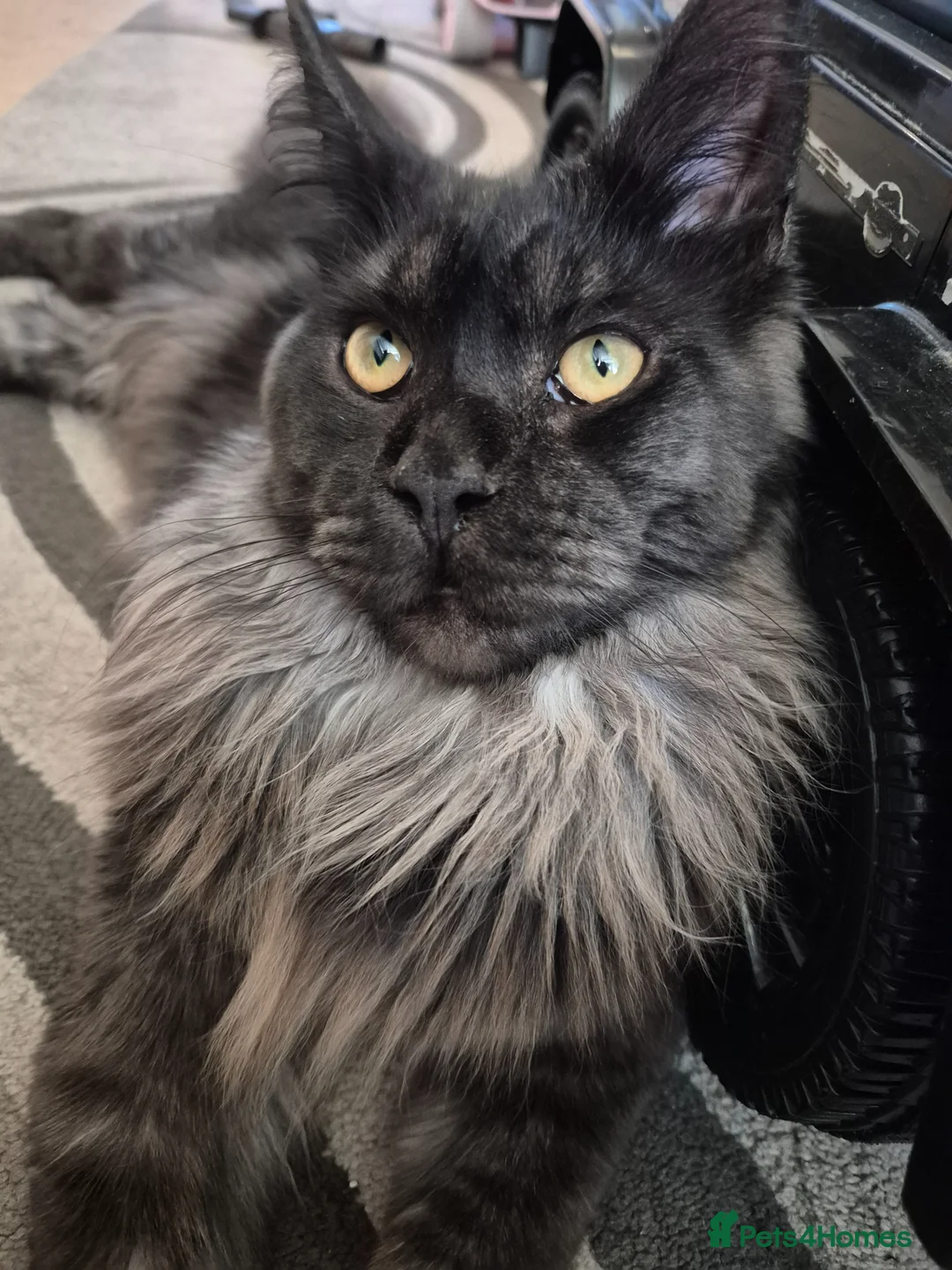 Maine Coon cats for sale: Smoke Pure Thorough Bred Maine Coon - Advert 1