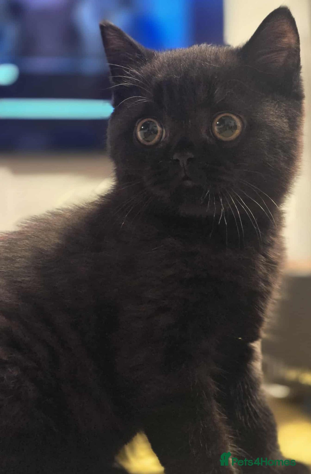 British Shorthair cats for sale: READY NOW GCCF reg BSH kittens - Image 37