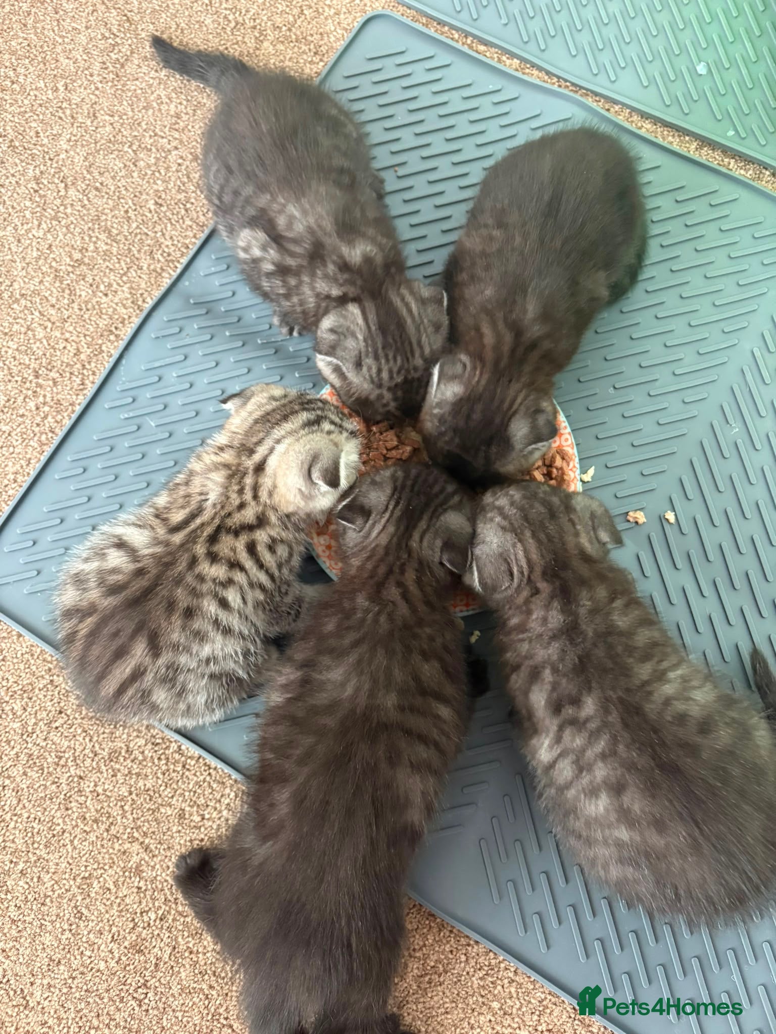 British Shorthair cats Litter of kittens - Advert 3