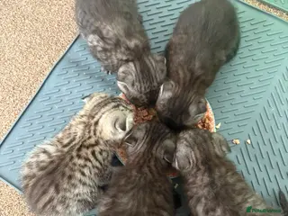 British Shorthair cats Litter of kittens - Advert 3
