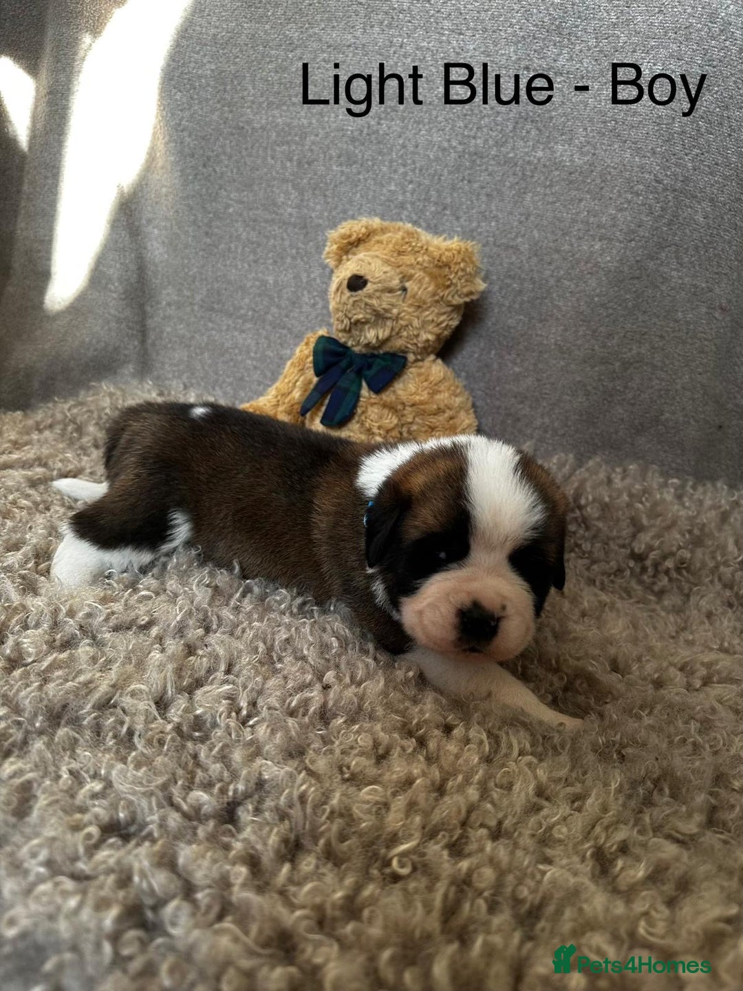 Saint Bernard dogs for sale: Outstanding KC Saint Bernard Puppies - Advert 9