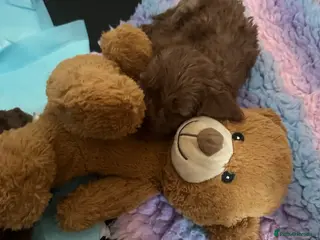 Cavapoo dogs Beautiful f1b red Cavapoo puppies - Advert 1
