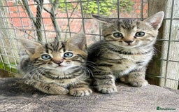 Domestic Shorthair cats for sale: Gorgeous 1/2 Bengals kittens - Image 17