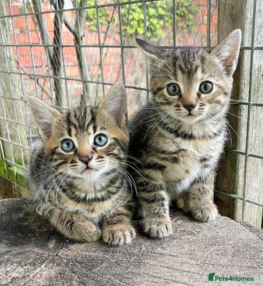 Domestic Shorthair cats for sale: Gorgeous 1/2 Bengals kittens - Image 17