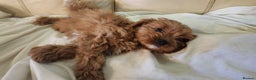 Cavapoo dogs for sale: Adorable Red&White Cavapoo Puppies Available Now  - Advert 15