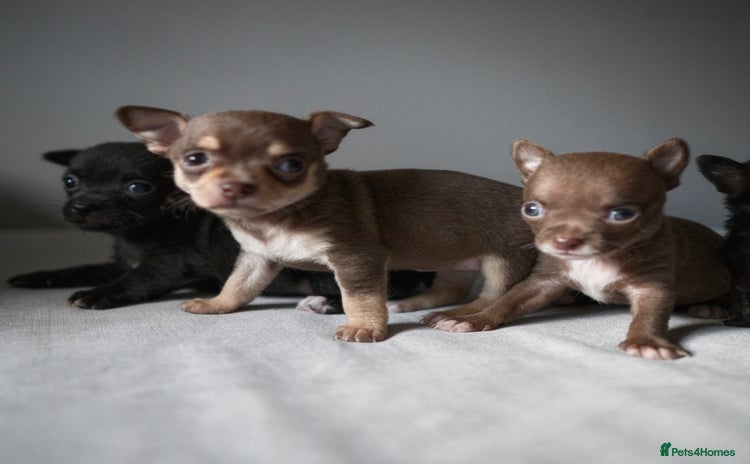 Chihuahua dogs - Advert 1