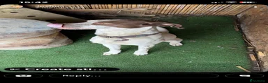 Mixed Breed 1