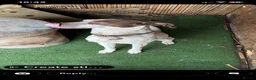 Mixed Breed dogs for sale: Rehome in Newark - Advert 2