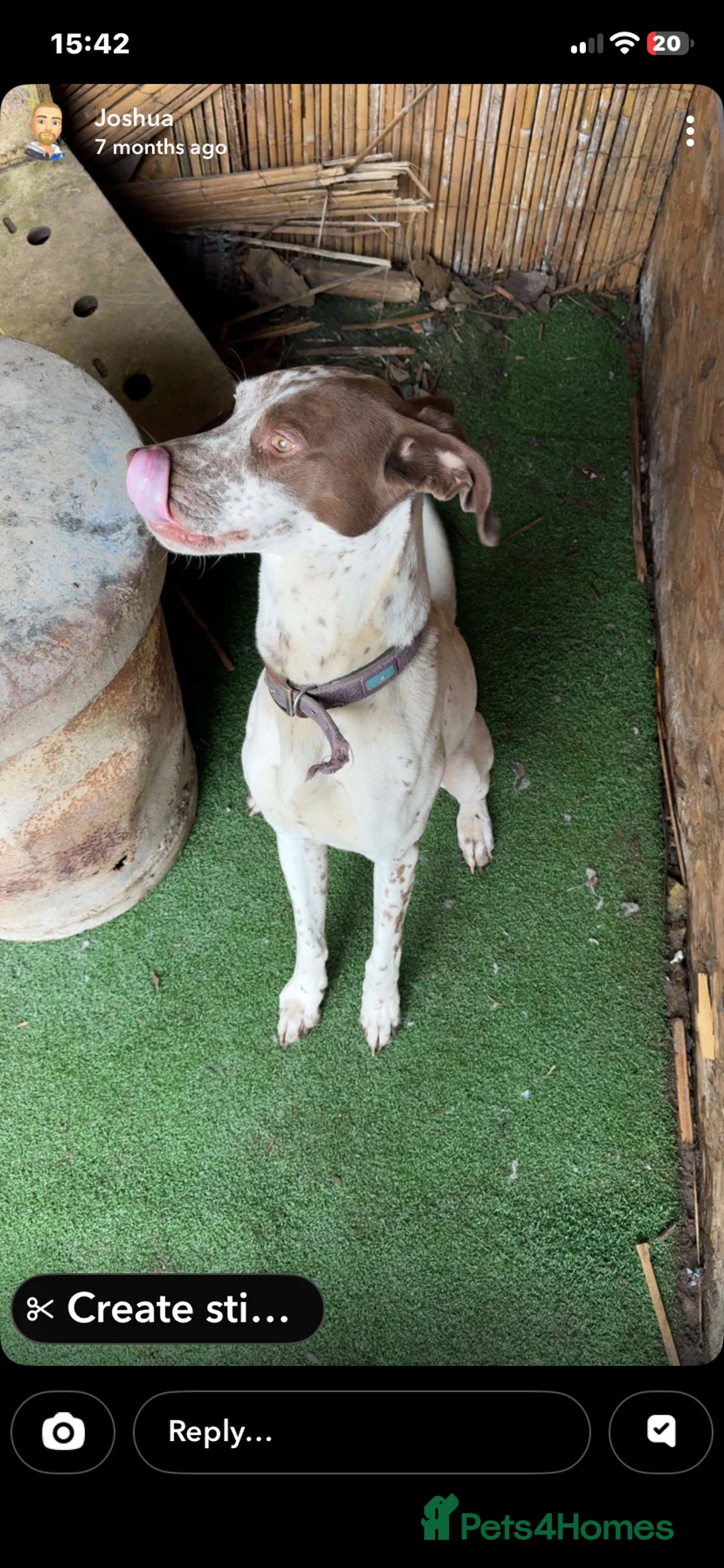 Mixed Breed dogs for sale: Rehome in Newark - Advert 2