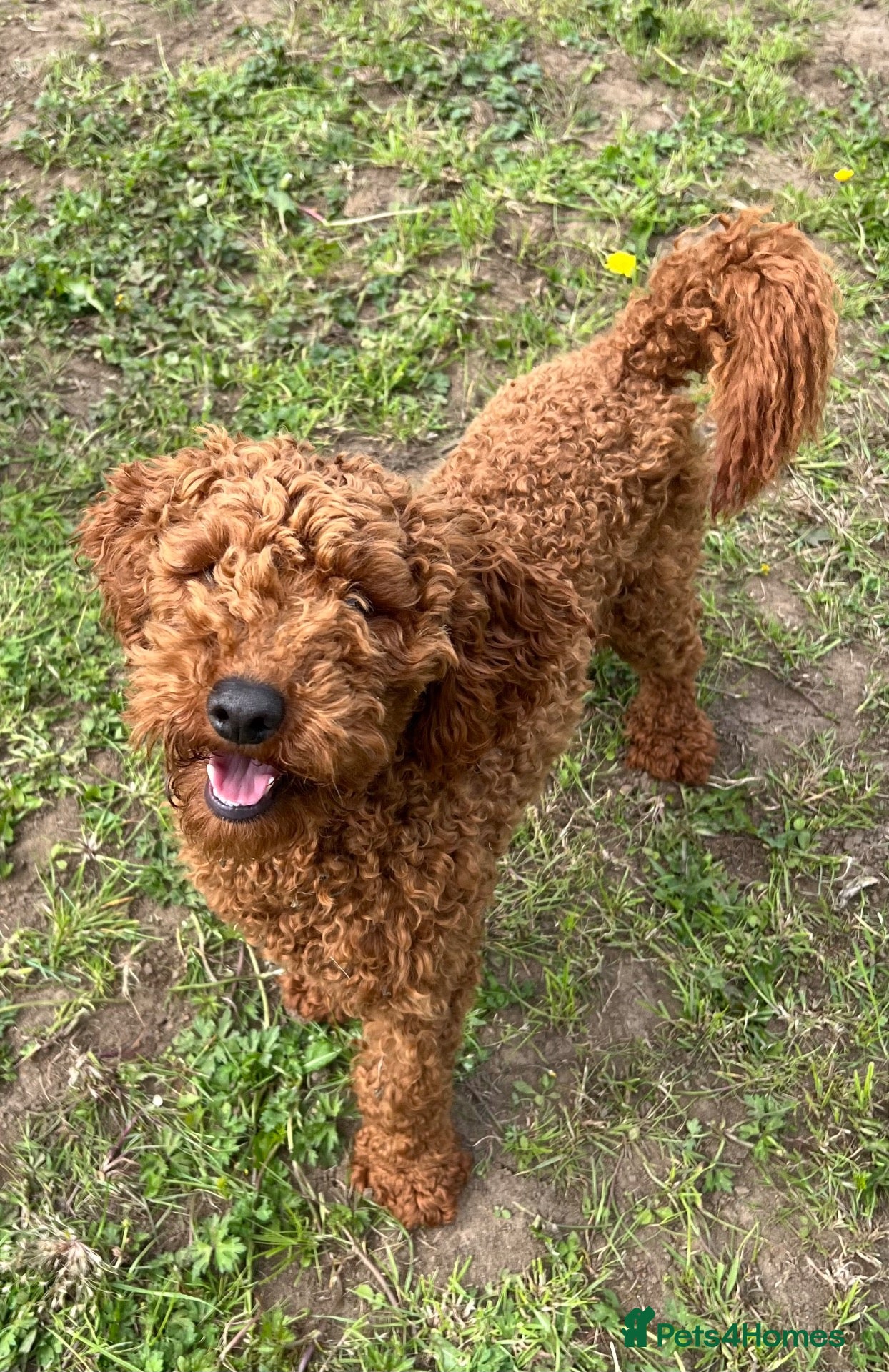 Miniature Poodle dogs Incredibly handsome Miniature Poodle for stud - Advert 1