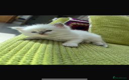 Ragdoll cats for sale: 3 beautiful purebred BLUE point RAGDOLL kittens  - Image 1