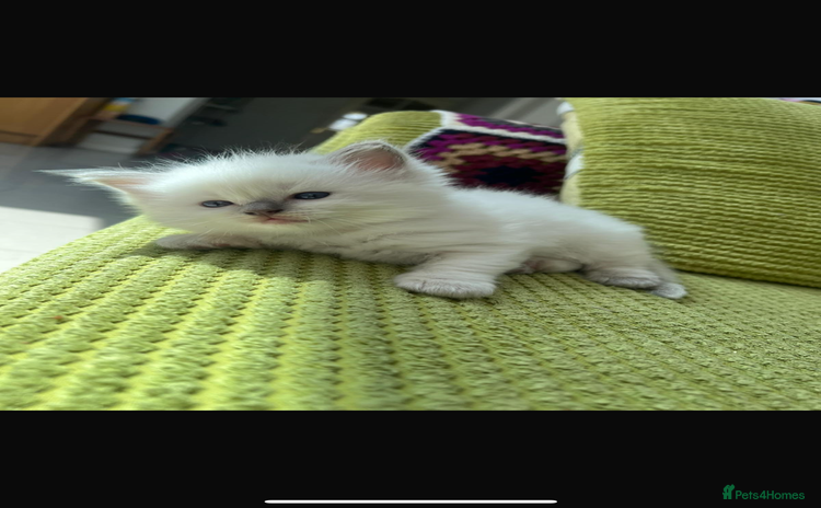Ragdoll cats - Advert 3