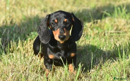 Miniature Dachshund dogs for sale: Mini smooth dachshund one boy available  in Newton Abbot - Image 8