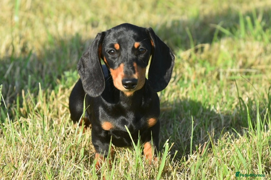 Miniature Dachshund dogs for sale: Mini smooth dachshund one boy available  in Newton Abbot - Image 8